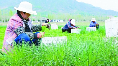 在充滿希望和信心的村莊里