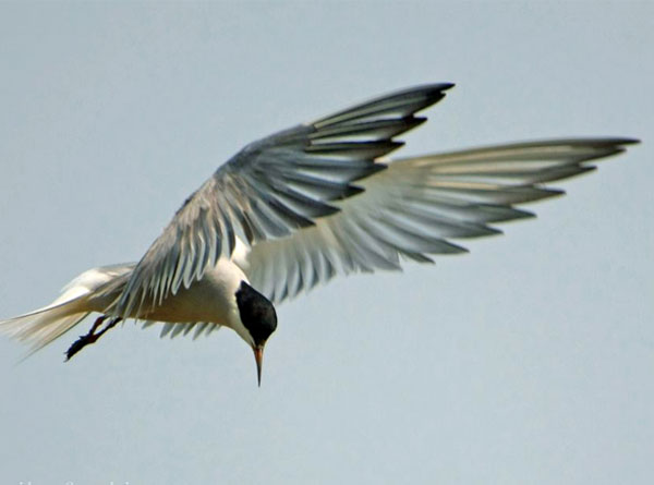 野生鳥類 