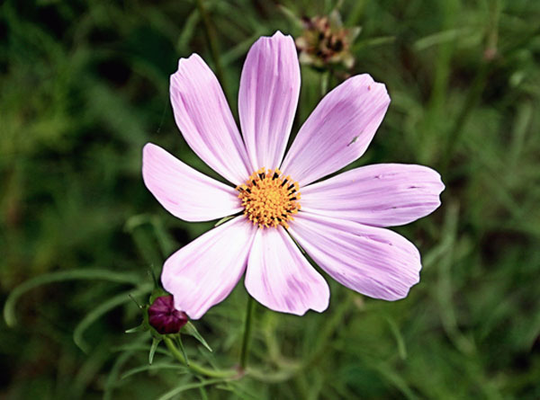 格桑花 